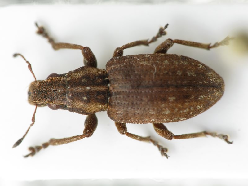 Sitona lepidus Gyllenhal, 1834
